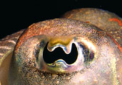 [cuttlefish+eye.jpg]