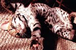 [ocelot4.jpg]
