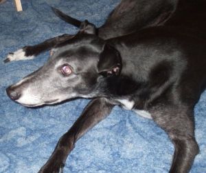 RETIRED GREYHOUNDS