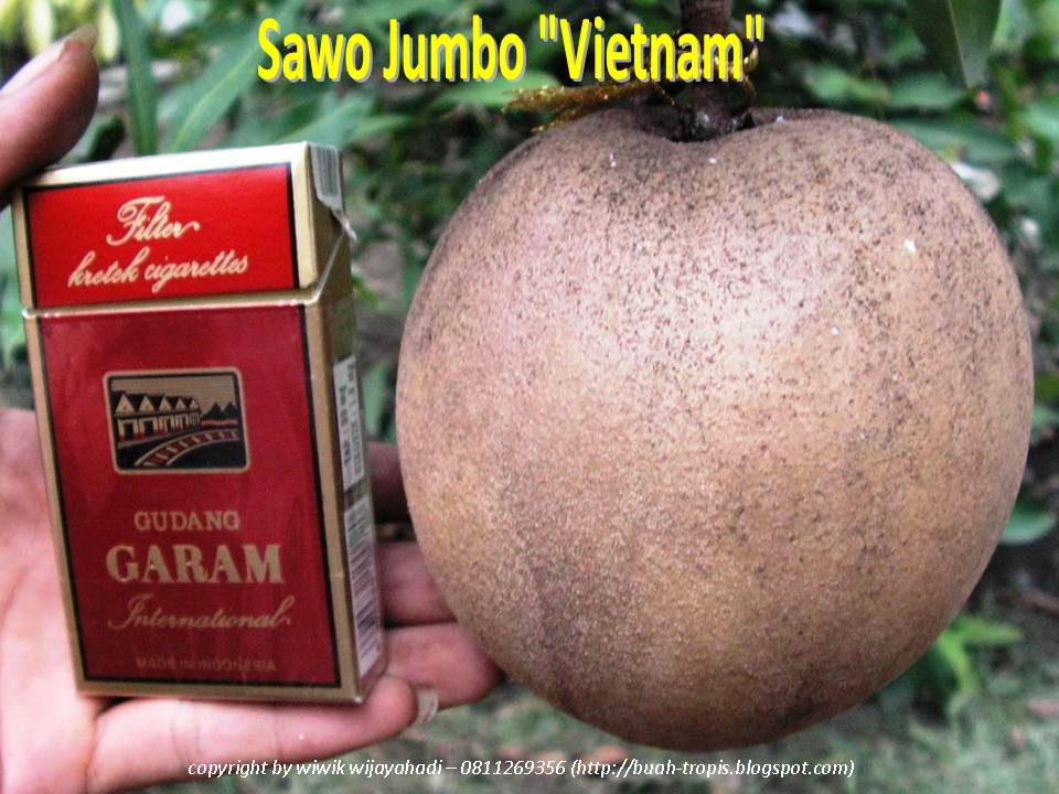 [Sawo+Jumbo+Vietnam.jpg]
