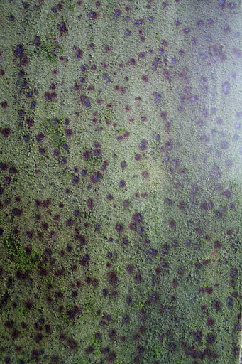 Free Rust Textures Every Designer Must Have Stock Photography Resource