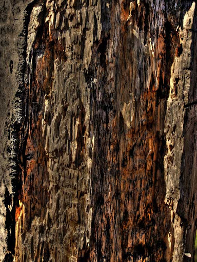 High Quality Free Wood texture download stock photos