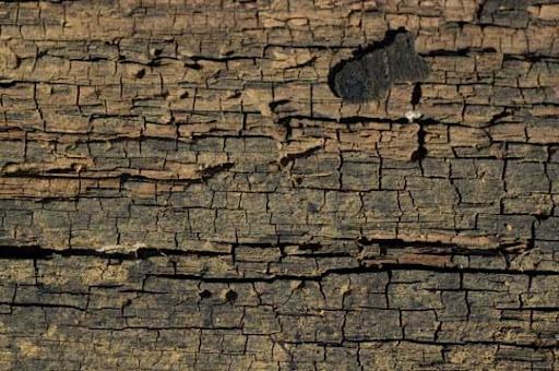 High Quality Free Wood texture download stock photos
