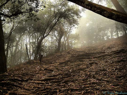 Kodaikanal, Tamil Nadu Kodaikanal,+Tamil+Nadu The Incredible India: 90 Spectacular Photos