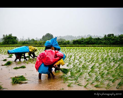 Paddy Farming Udupi, Mangalore Paddy+Farming+Udupi,+Mangalore The Incredible India: 90 Spectacular Photos