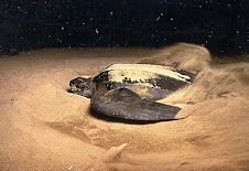 Baula Turtle