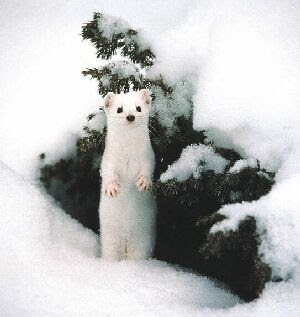 ermine baby