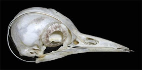 Carly Googles: Does a woodpecker really wrap its tongue around its brain?