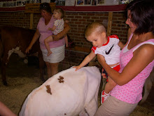 Petting the calf at the fair
