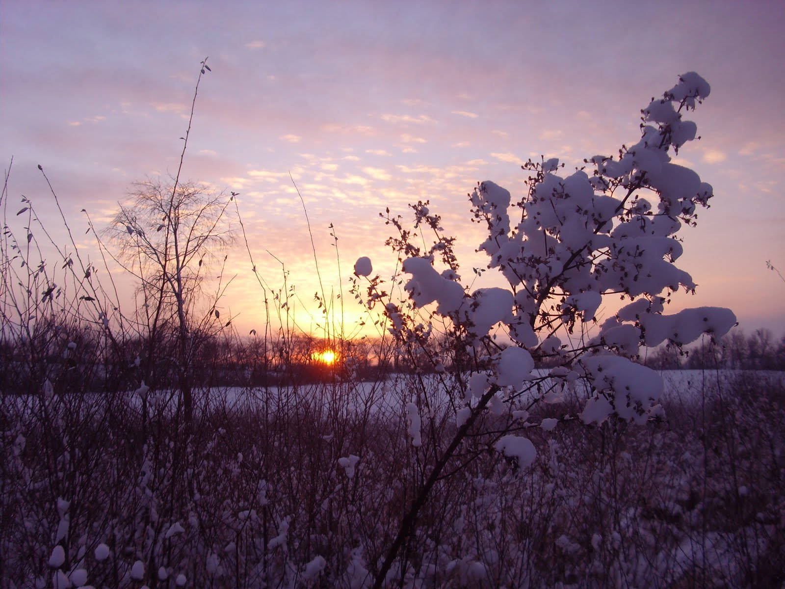 the miriam cecilia blog snow flowers