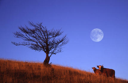 [Full+Moon.jpg]