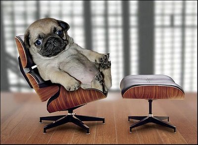 Pug On a Classic Eames Chair