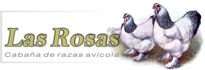 AVES DE RAZA