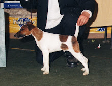 FOX TERRIER SMOOTH