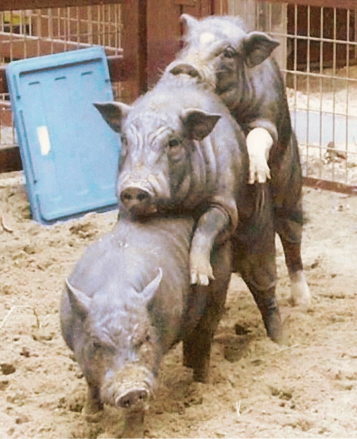 [PIGS0002.jpg]