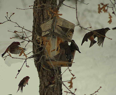 Cassin's and house finches mob the seed feeder. Photo by Chas S. Clifton