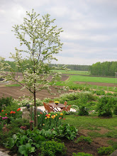 Maisema pihalta