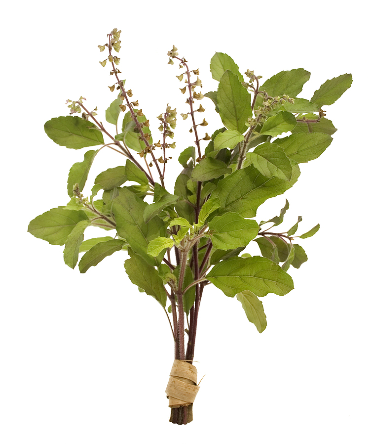 TULSI India's Sacred Herb.....'Holy Basil'