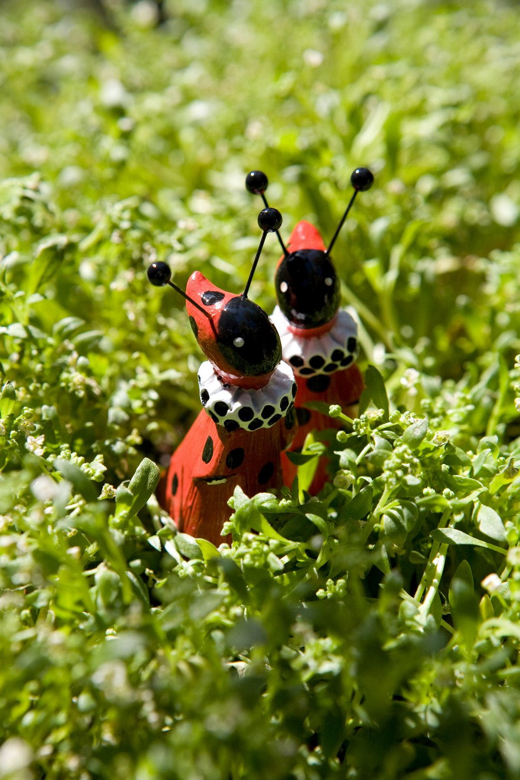 [Ladybugs+2.JPG]