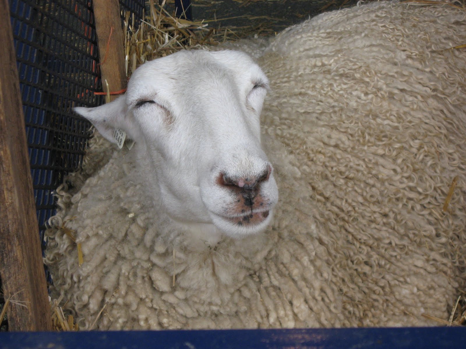 [Sheep+contentment.JPG]