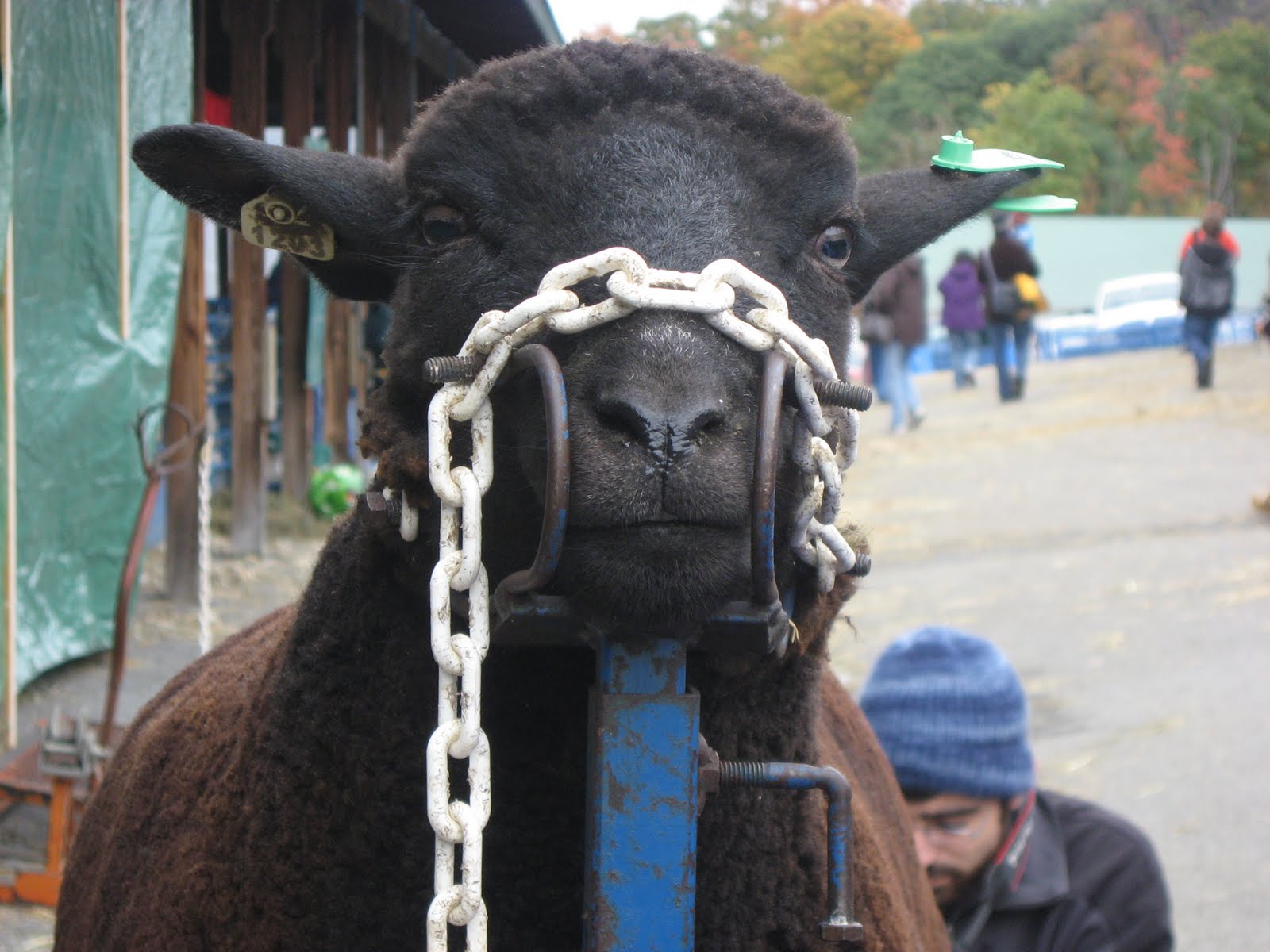 [Sheep+shearing.JPG]