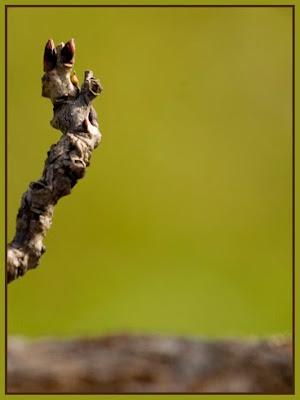 external image detalle1.jpg