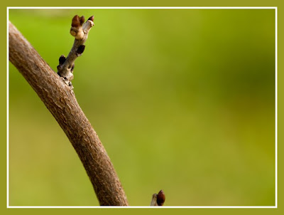 external image detalle2jpg.jpg