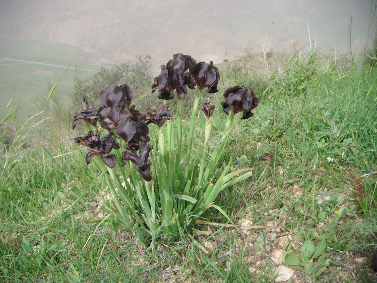 Black Iris