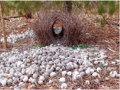 MAMAMIA CREATIVA BLOG Naturkunst der Laubenvogel