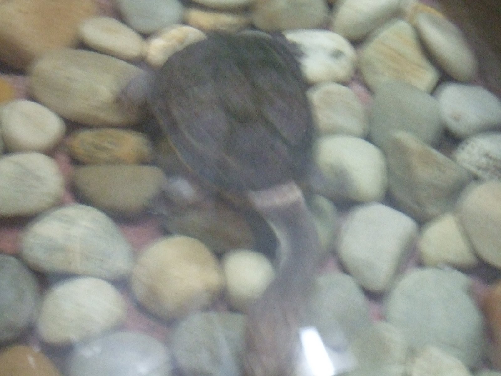 [Tailandia2008+154.jpg]