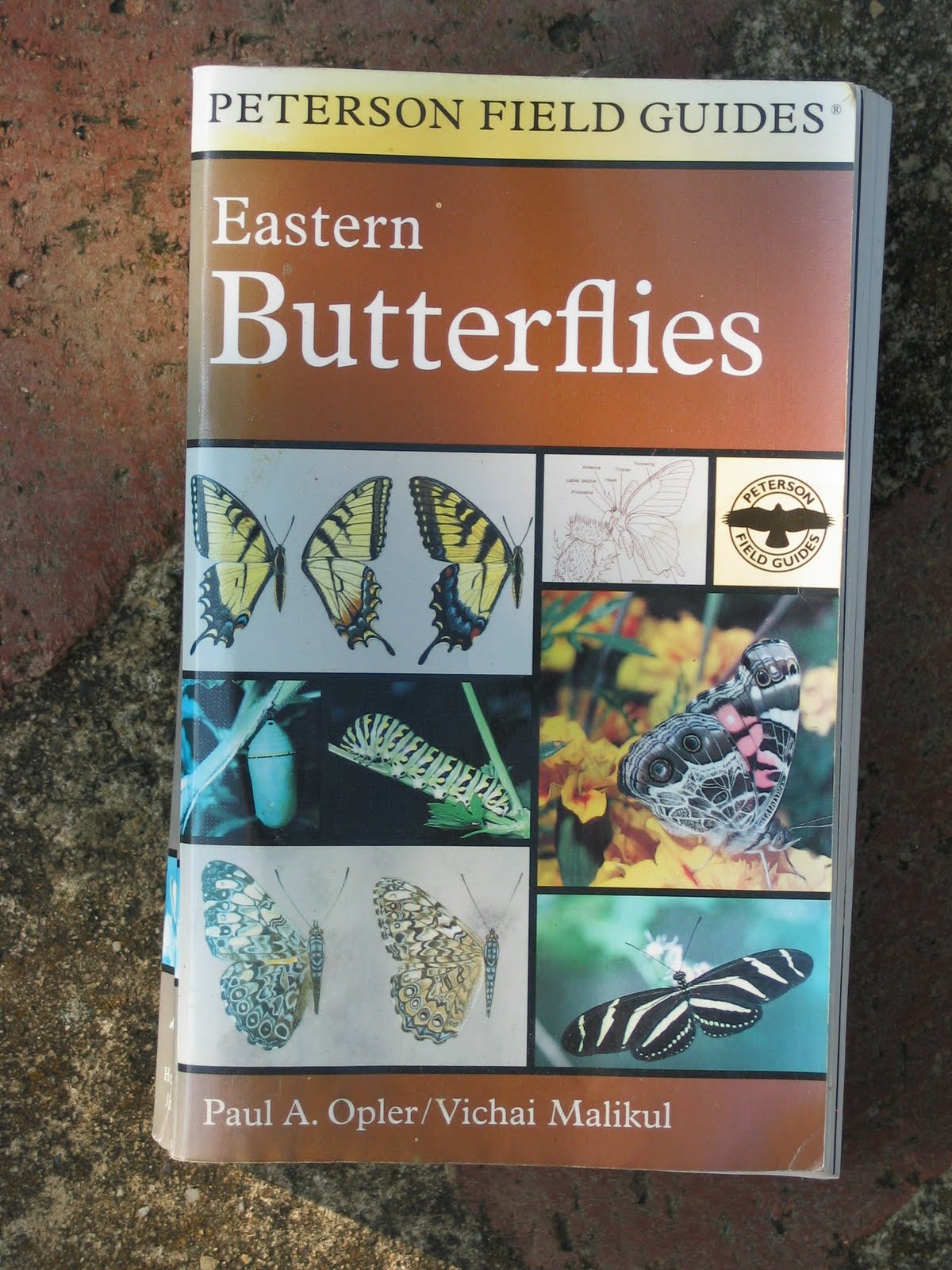 Butterfly Jungle Butterfly Books