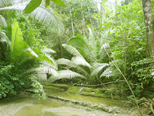 Rainforest