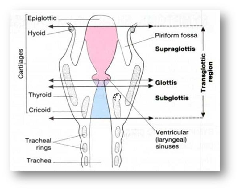 houhou Trauma Laring