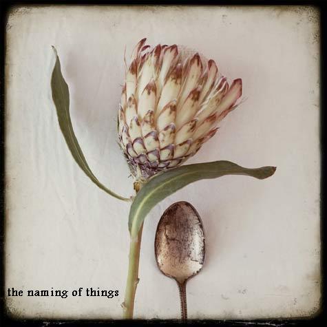 The Naming of Things