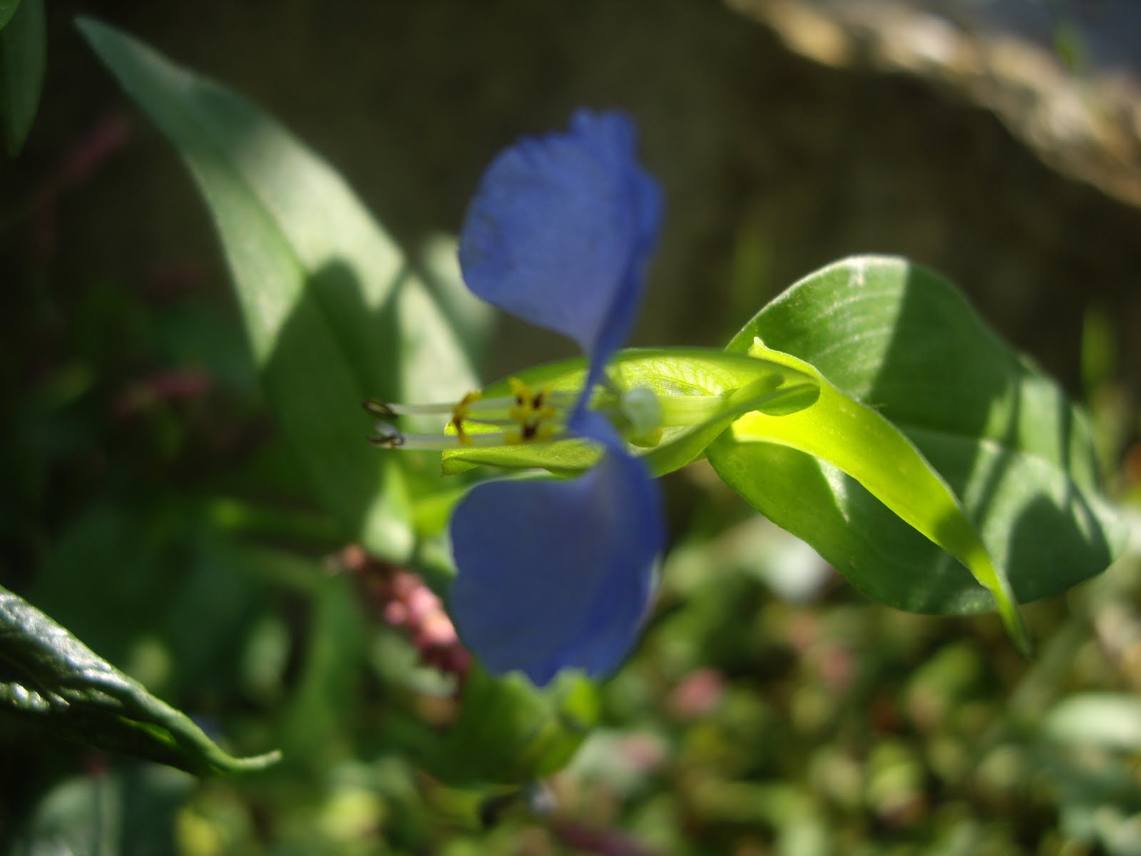 four seas four suns An Ode to Weeds