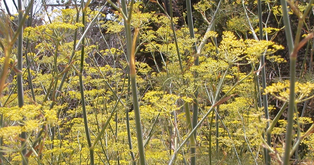 Native Gardener Sweet Fennel Plants, Topanga, Santa Monica Mtns