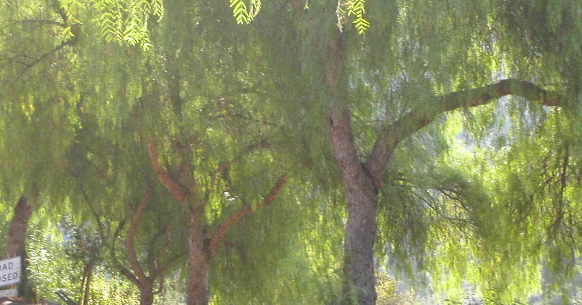 Native Gardener California Pepper Trees, the Weeping Willows of Topanga Canyon
