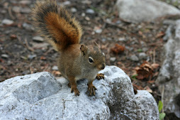 Squirrel