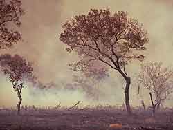 [deforestacion1_m.jpg]