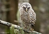 Owlet, by Sonny's Pics