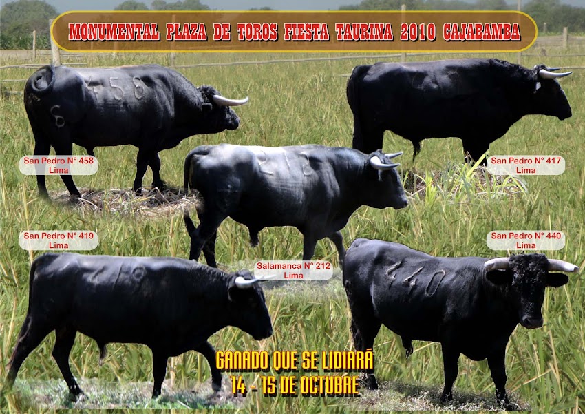 11 toros se lidiarán en la Fiesta Taurina de Octubre en Cajabamba