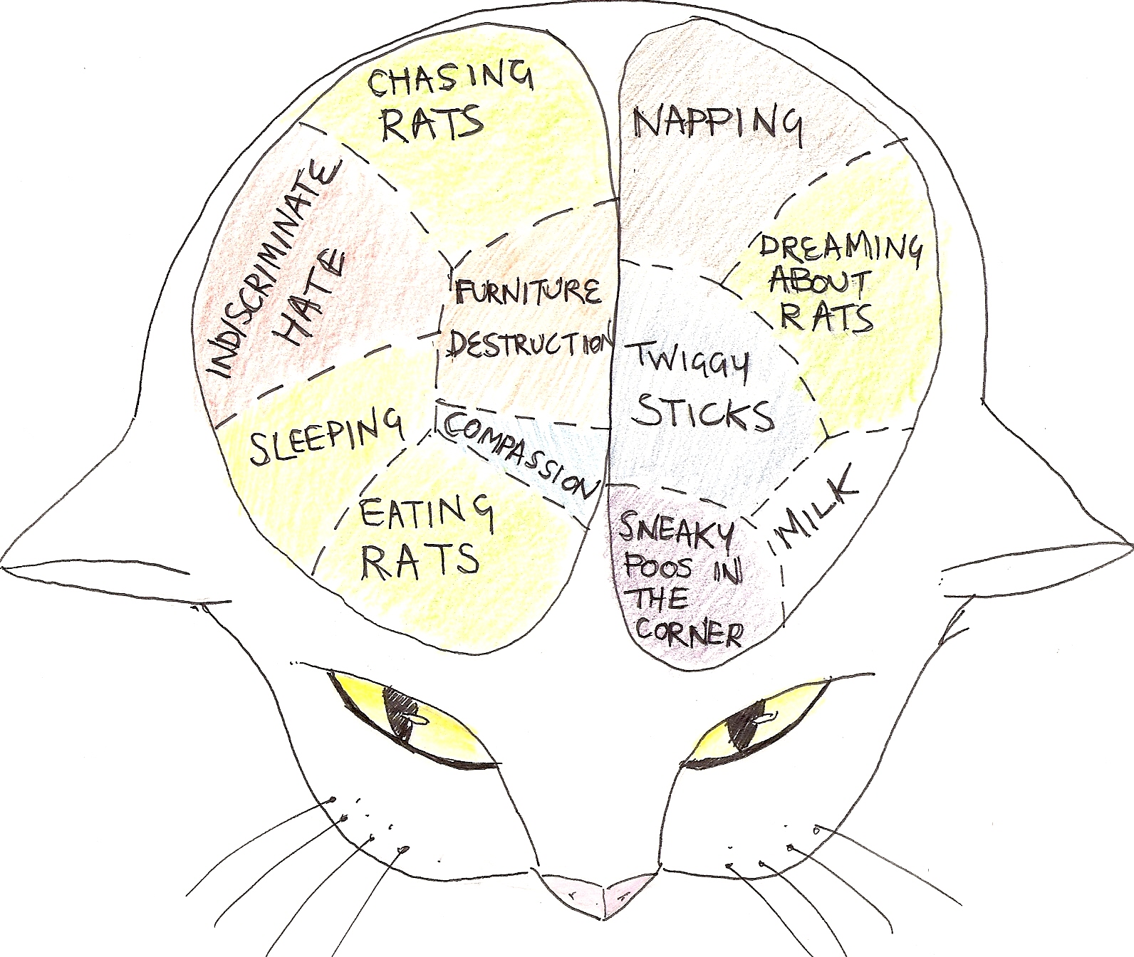 diagram of a cat cat brain diagram www pixshark images galleries diagram of a cat cat brain diagram www pixshark images galleries