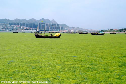 [olympicsalgae04.jpg]