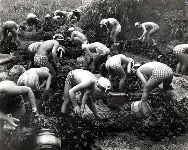 [*Havesting+seaweed.JPG]