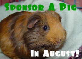 CLICK TO HELP SENIOR AND SPECIAL NEEDS PIGS!