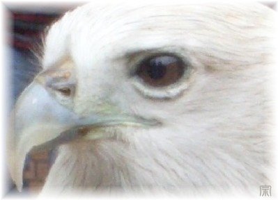 [eagle02-3.BMP]