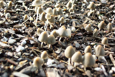 Mushroom Forest