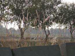 Herding Outside the Fence