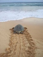 [green+turtle.jpg]