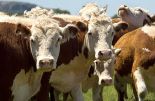 CVPS Cow Power Program For production of Electricity<br />